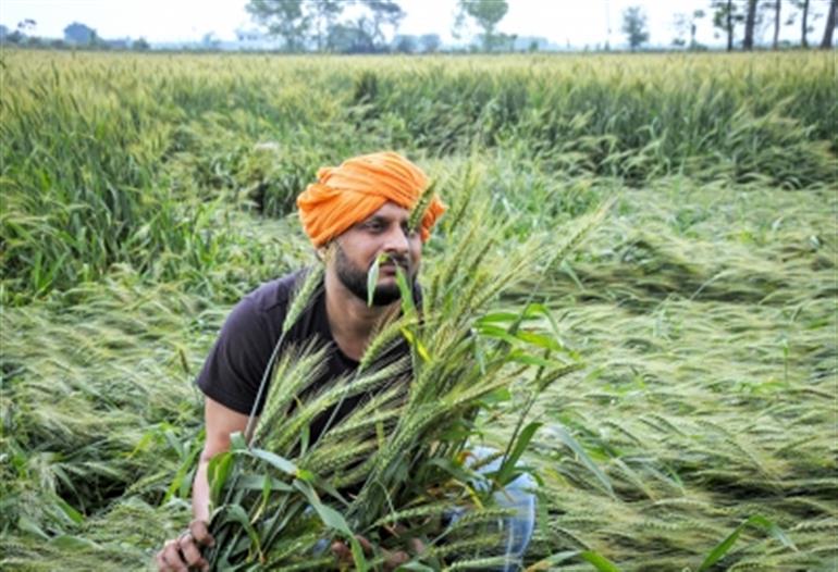 Unseasonal Rains Hit Wheat Crop In Punjab Haryana CMs Promise Relief