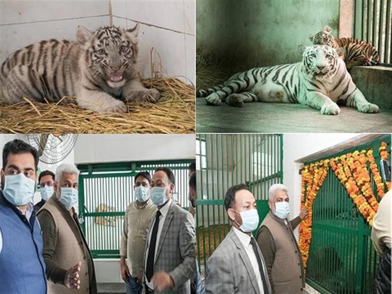 Kataruchak names three female tiger cubs in Chhatbir Zoo as Garima, Gunjan and Ghazal