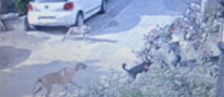 9-Year Old Girl Attacked by Pack of Stray Dogs in Fazilka, Injured