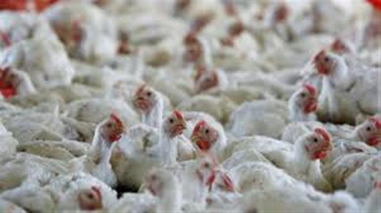 WHO confirms world&39;s first human bird flu death in Mexico