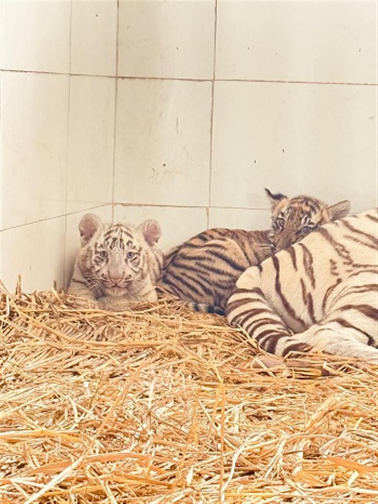 Two little tiger Cubs 'Abhay' & 'Aryan' become part of Chhatbir Zoo