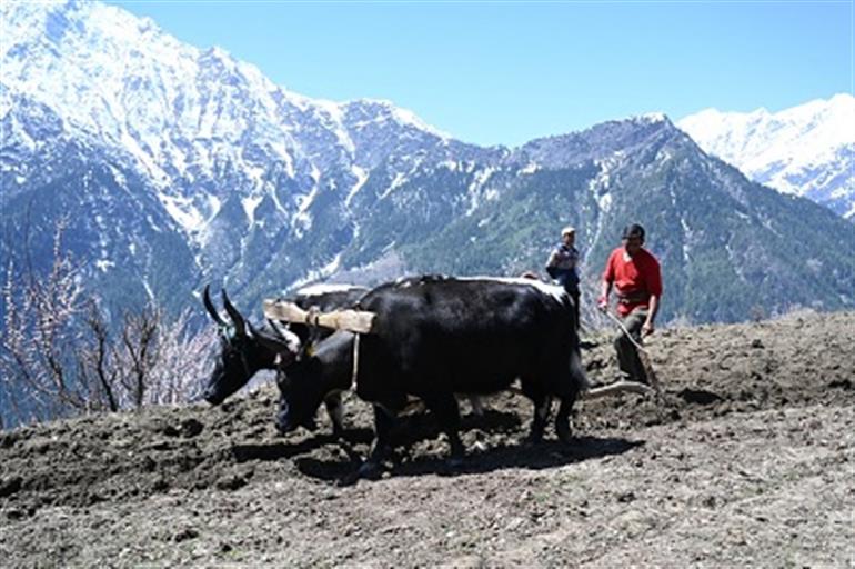 People hail Govt’s move to notify Pangi as State’s first natural farming sub-division