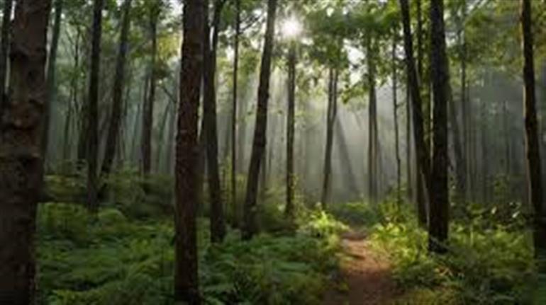 ‘Rajiv Gandhi Van Samvardhan Yojana’ to boost afforestation and generate employment avenues