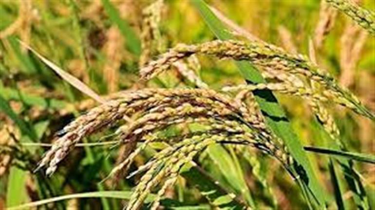Haryana transfers Rs 543.66Cr MSP payments to farmers during kharif procurement season