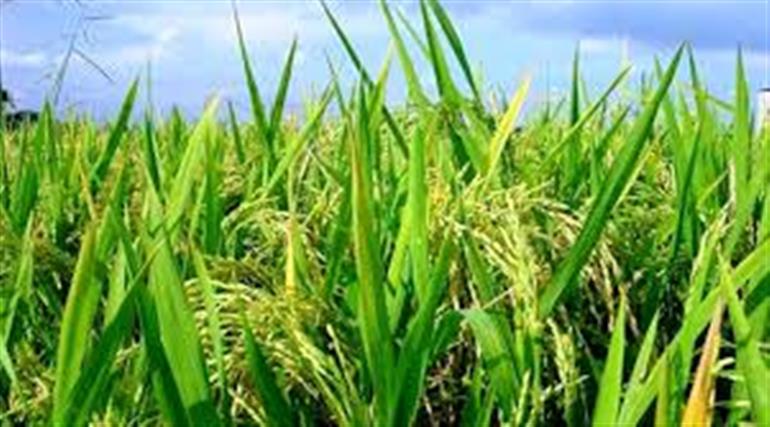 Rs.12,327.24Cr directly transferred to farmers’ bank accounts in Haryana during Kharif procurement season