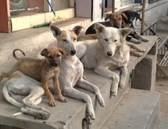CM Mann Announces Statewide Drive Against Dangerous Stray Dogs in Punjab 