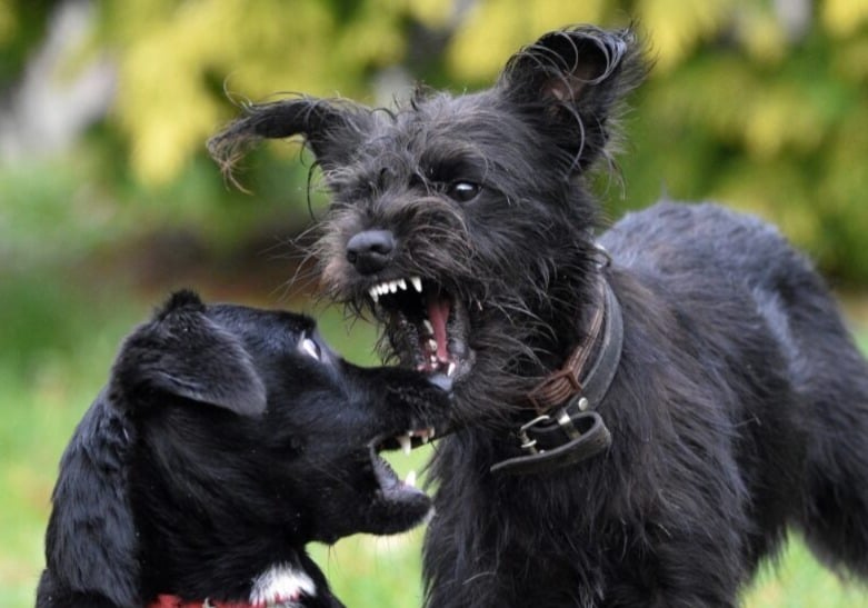 Woman Attacked by Pack of Dogs in Kurukshetra’s Jindal City, Residents Demand Immediate Action