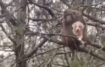 Monkey Seen Carrying Puppy in Himachal’s town, Viral Video Sparks Safety Concerns