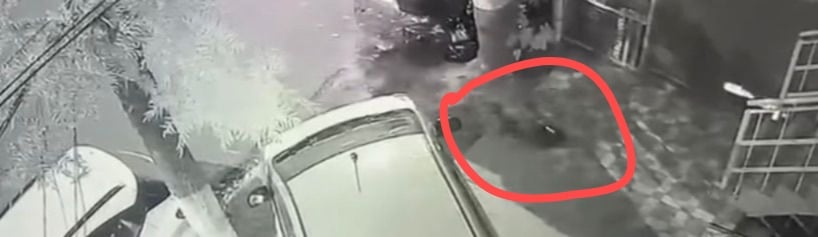 Leopard Sparks Panic in Shimla Residential Colony, CCTV Captures Attack on Dog