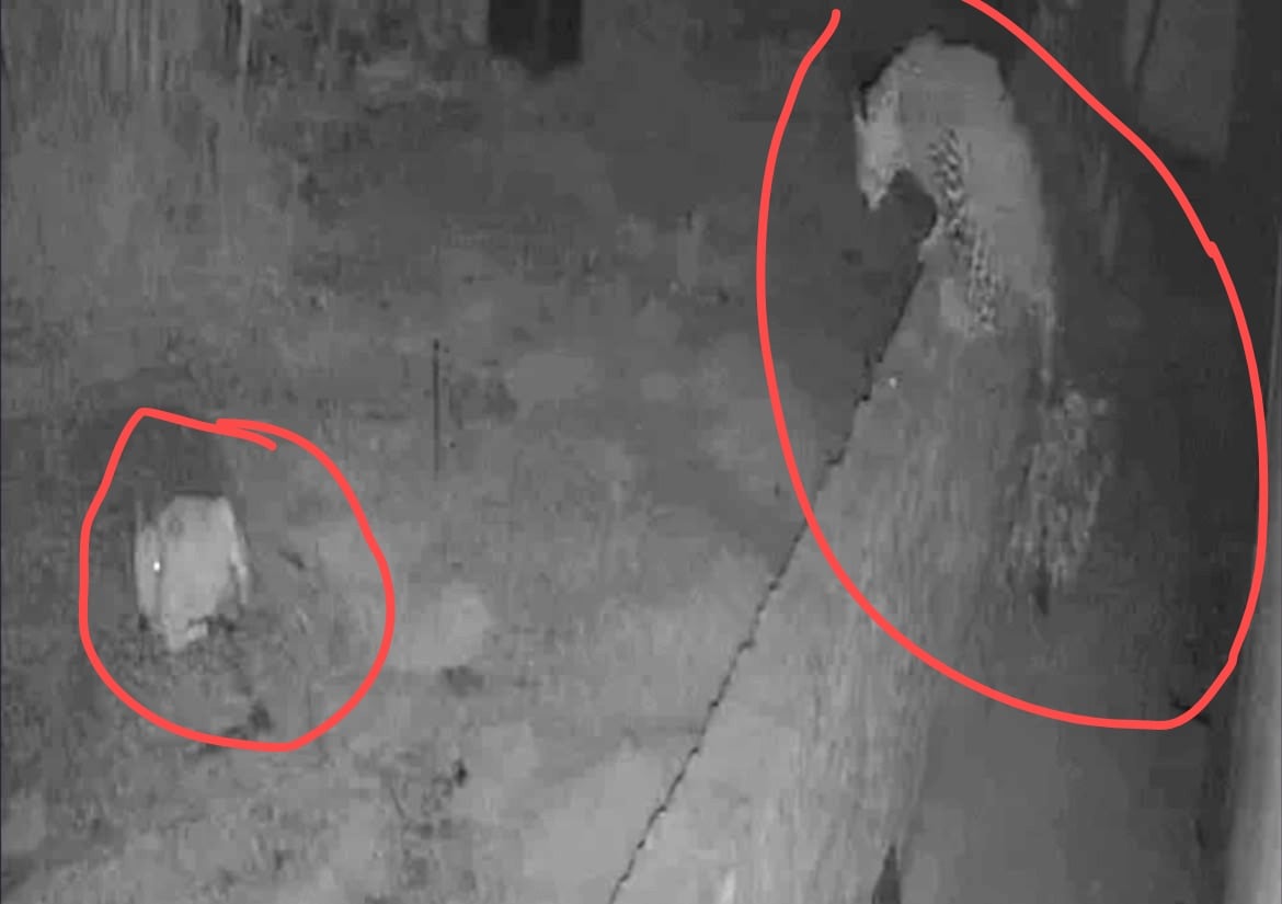 Leopard Breaks Into Home, Kills Cow in Hoshiarpur; CCTV Footage Emerges