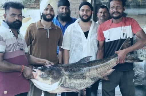 28.5-kg Bighead silver carp caught in Gobind Sagar Lake