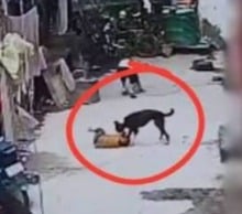 Stray Dog attacks 18-month old child in Delhi’s Sangam Vihar, victim critical